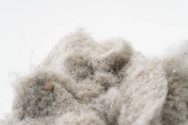 istock lump of dust 2173147449
