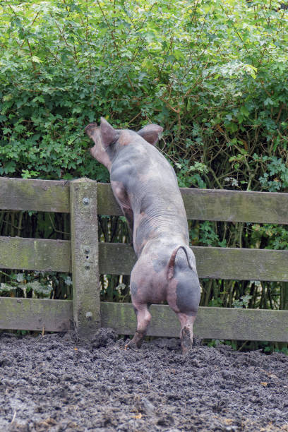 Old Danish landrace piglet, with black spots and pink noses, that was before the industrial pig and was popular in the iron age