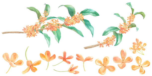 450+ Osmanthus Fragrans Stock Illustrations, Royalty-Free Vector