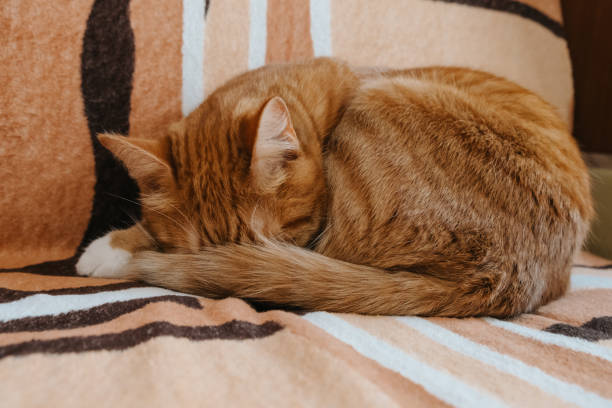 istock A cute cat is peacefully sleeping on a cozy striped blanket on a bed 2173153890