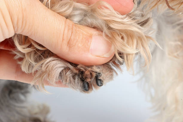 istock close-up of a dog's paws 2173154943