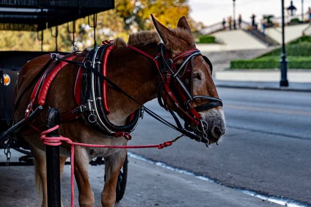 istock Horse and Carriage 2173158127