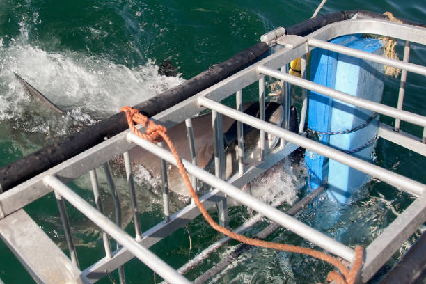 istock White shark biting a cage during a shark cage diving 2173158468