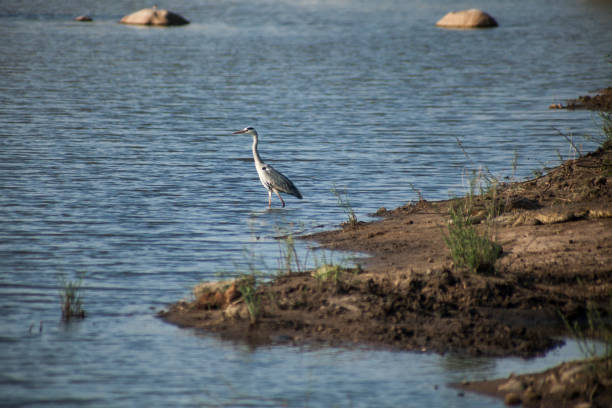 istock Grey heron walking on a lake 2173158567