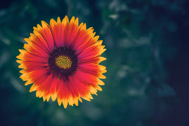 Gaillardia pulchella Foug.