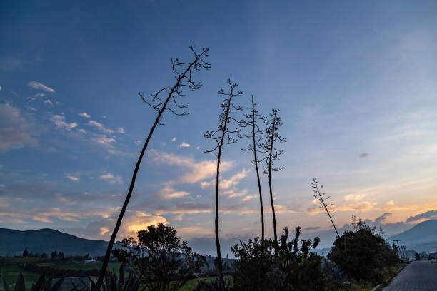istock Agave flowers on blue background 2173159336