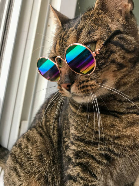 istock Cool Cat With Sunglasses From The Side 2173160412
