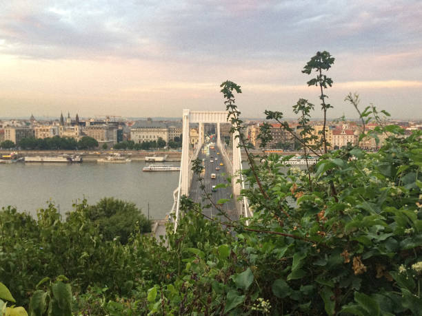 Budapests Elizabeth-bridge And Danube In The Sunset Framed By Bush