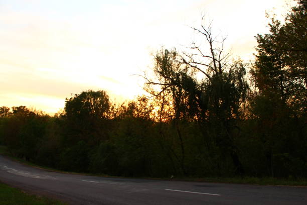 istock A road with trees on the side 2173161426