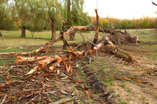 istock A pile of branches and branches 2173161517