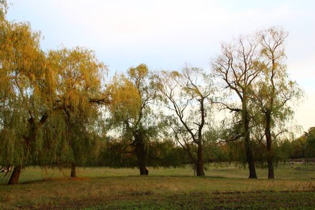 A group of trees in a field. Tree. Grass. Outdoor. Sky. Plant