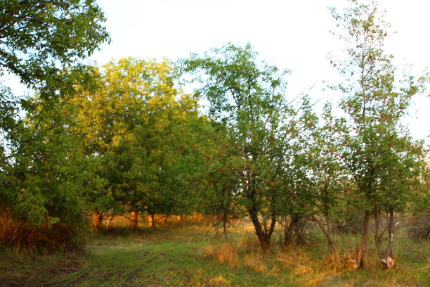 A group of trees in a field. Tree. Outdoor. Grass. Sky. Giraffe