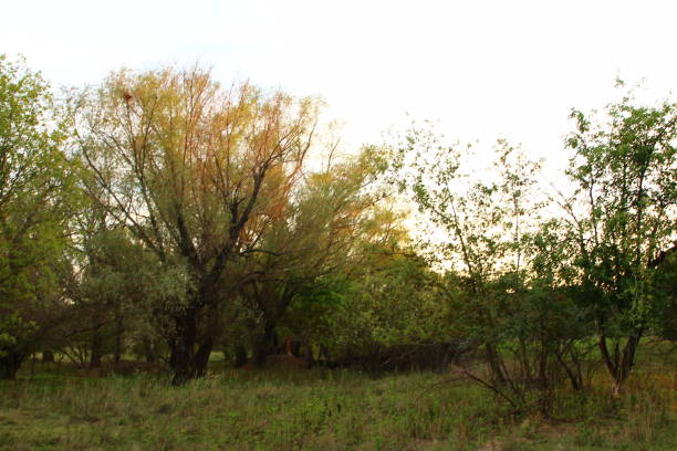 A group of trees in a field. Tree. Outdoor. Grass. Sky. Plant