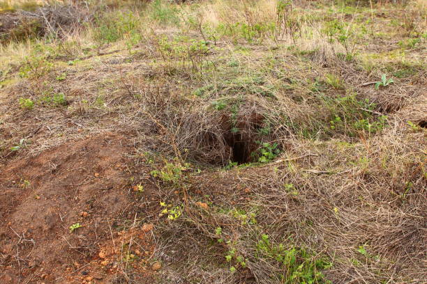 istock A small animal in the dirt 2173161674