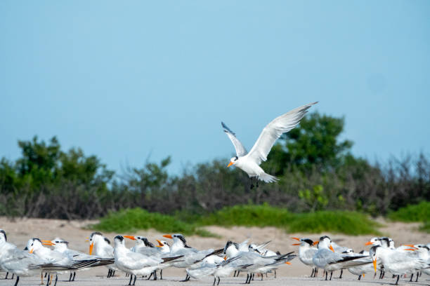 istock colony of terns 2173161978
