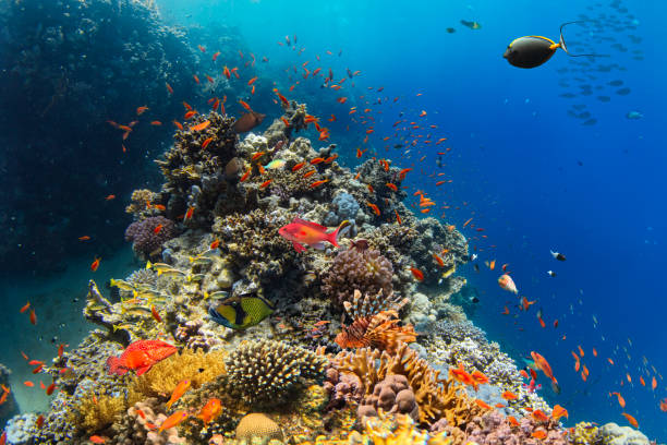 istock Underwater Tropical Corals Reef with colorful sea fish 2173166710