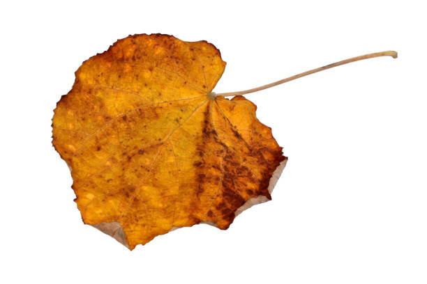 istock Dried pear leaf isolated on white background, clipping path included. 2173167275