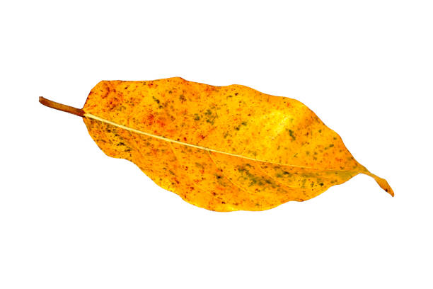 This Hi-Res Scan of Autumn Dry Maple Leaf, Isolated on White Background, and equipped with precise, corresponding Clipping Path, is excellent choice for implementation in various CG design projects. 