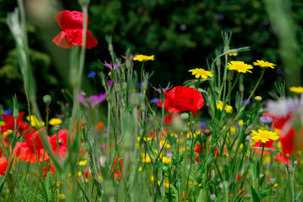 istock beautiful flowers growing on Confetti fields 2173170024