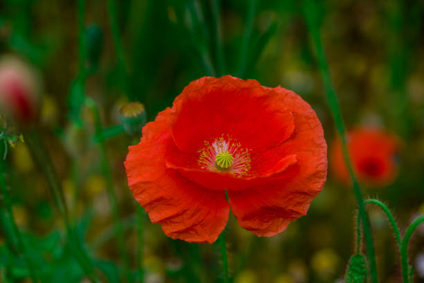 beautiful flowers growing on Confetti fields
