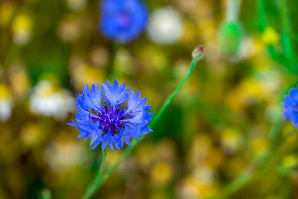 beautiful flowers growing on Confetti fields