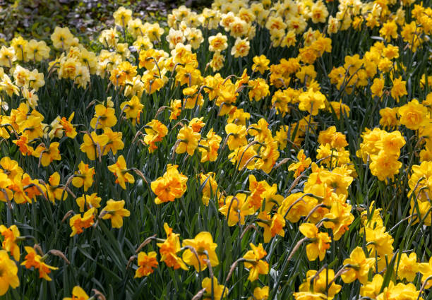 istock yellow daffodils flowers blooming in a garden 2173171808