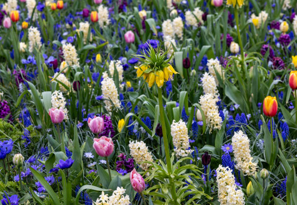 Colored Scented Hyacinth Bouquet Colored Scented Hyacinth Bouquet