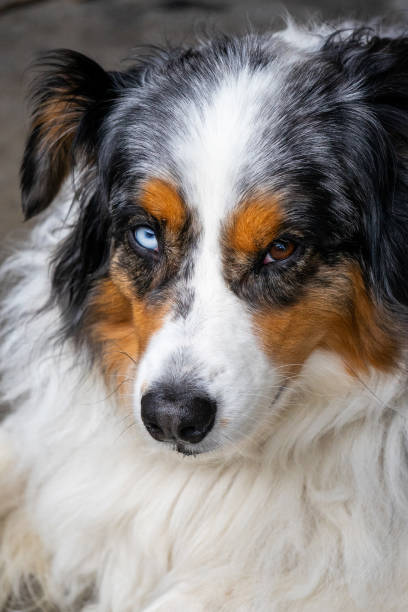 istock Blue-eyed Border collie 2173175905