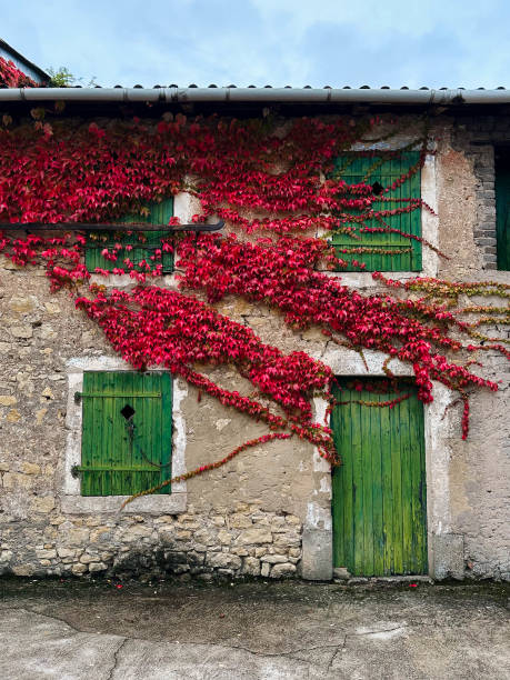 Vivid red ivy leaves cascade over an old stone building with rustic green shutters. Striking fall foliage of vivid red autumn leaves.