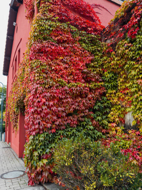 istock Vibrant Fall Foliage on Urban Building. 2173176550