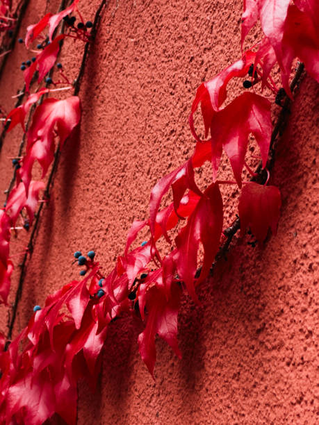 Close-up image capturing the delicate texture of red autumn leaves intermingled with vibrant blue berries against a rough, coral-colored wall.