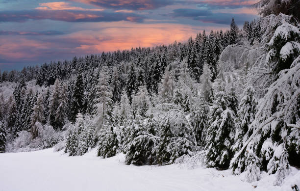 a beautiful sunset over the mountains on the forest covered with fresh snow