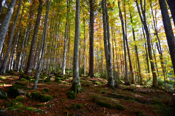 istock the sun sets in a colorful autumn forest No no 2173178897
