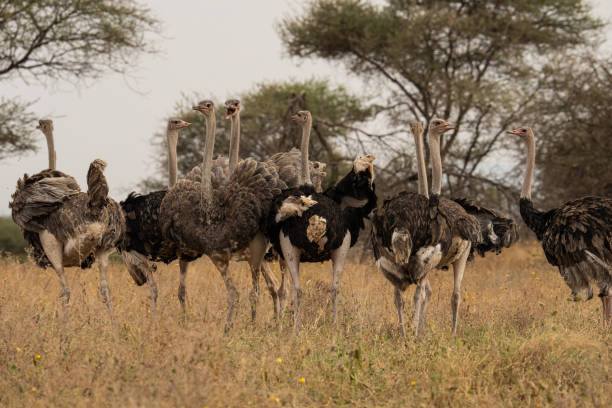 istock Ostriches Turning in Different Directions 2173181048