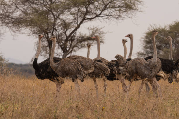 istock Ostriches Flocking and Looking at Each Other 2173181052