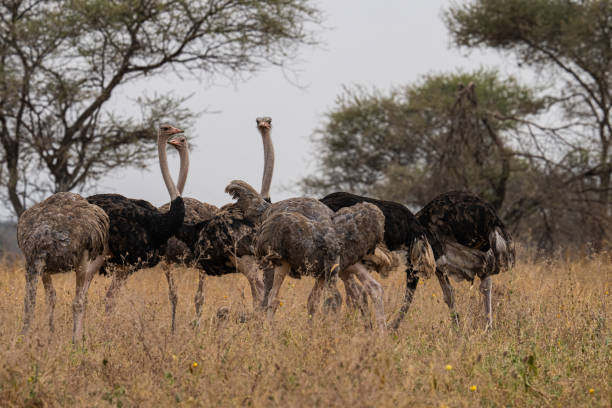 istock Ostrich Flock: Some Looking Out, Some Burying their Heads 2173181056