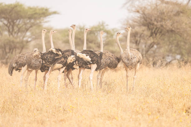 istock Flock of Ostriches Looking Around 2173181062