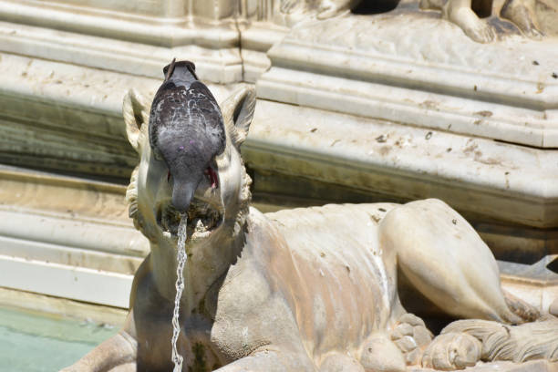 A rustic fountain with two faucets from which water is emanating. A pigeon is on the edge of the fountain.