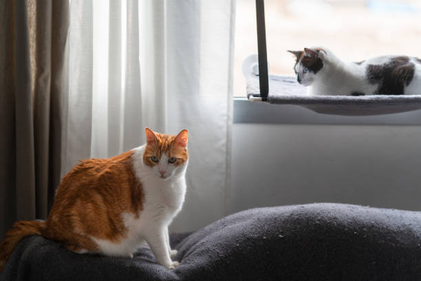 istock two domestic cats interact by the window 2173181424