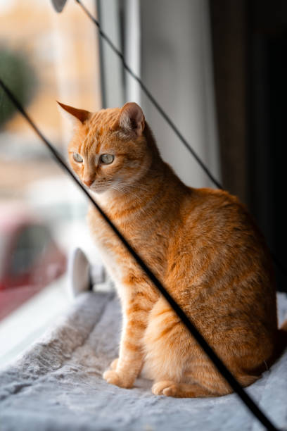istock brown tabby cat with green eyes sitting on a hammock by the window 2173181466