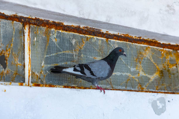 Gray pigeon on the edge of a window frame. rusty frame and broken safety glass