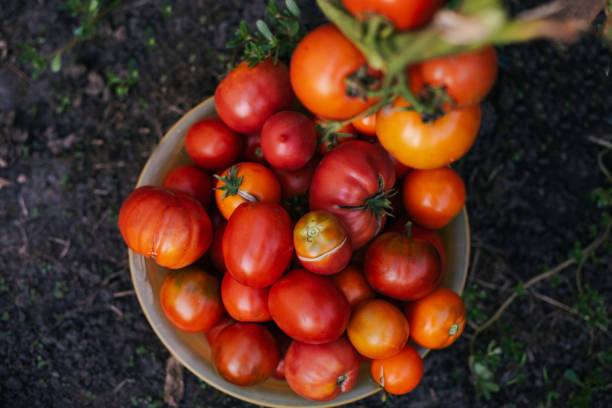 istock Freshly picked tomatoes of different varieties in a bowl 2173183448