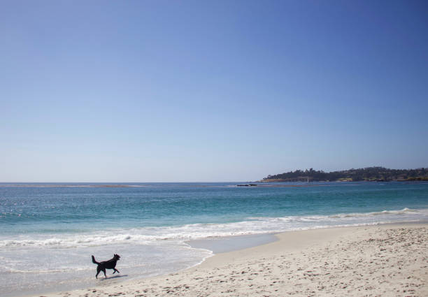 Medium black dog is running along the water on a white Sandy beach. It is a clear day and a peninsula can be seen in the distance.