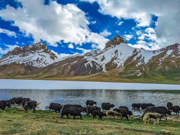 istock Beautiful Yaks in the Pamir Mountains. 2173188650