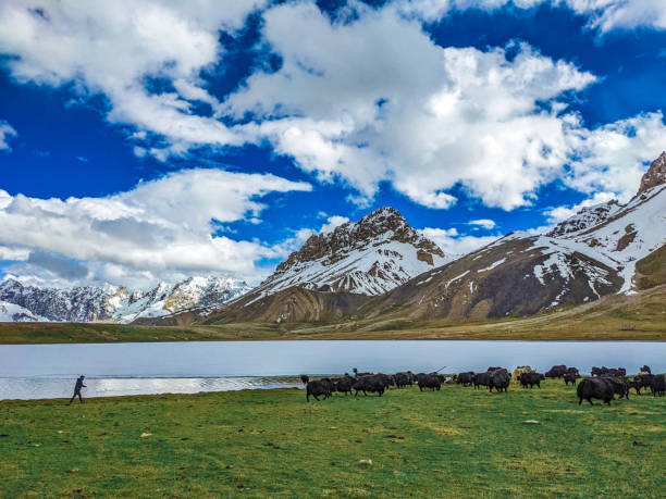istock Beautiful Yaks in the Pamir Mountains. 2173188827