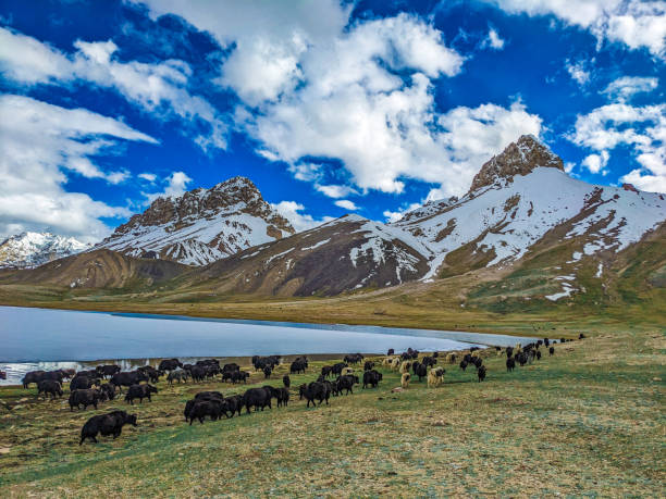 istock Beautiful Yaks in the Pamir Mountains. 2173188927