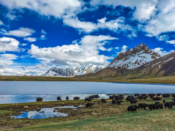 istock Beautiful Yaks in the Pamir Mountains. 2173188951