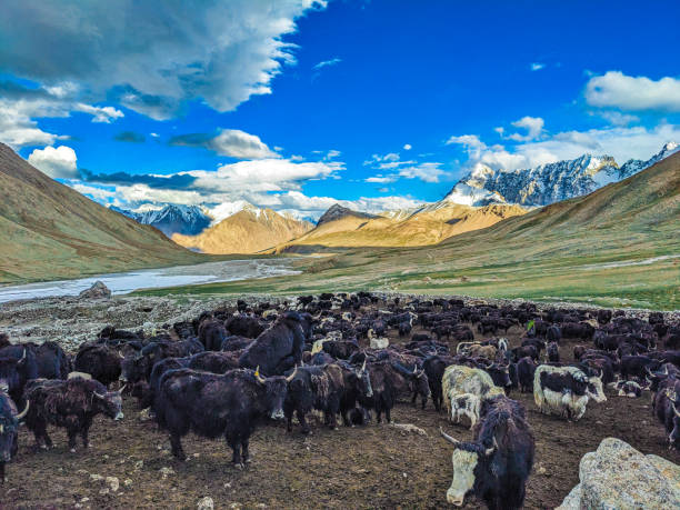 istock Beautiful Yaks in the Pamir Mountains. 2173189005