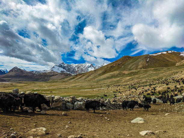 istock Beautiful Yaks in the Pamir Mountains. 2173189085