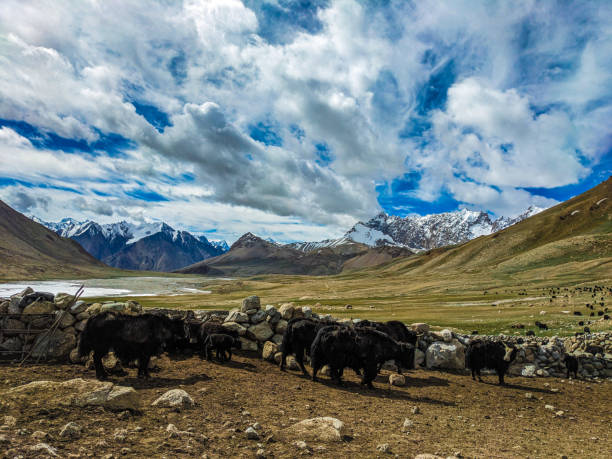 istock Beautiful Yaks in the Pamir Mountains. 2173189108